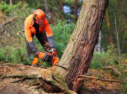  , USA Tree Services Pros